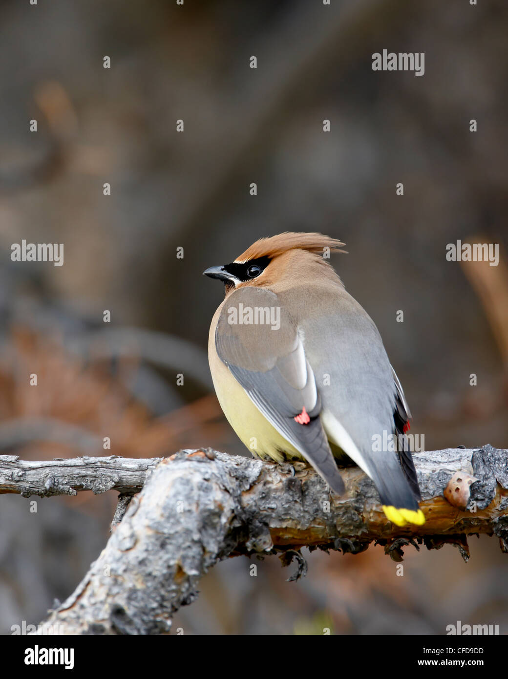 Cedar waxwing (Bombycilla cedrorum), Banff National Park, Alberta, Canada, Stock Photo