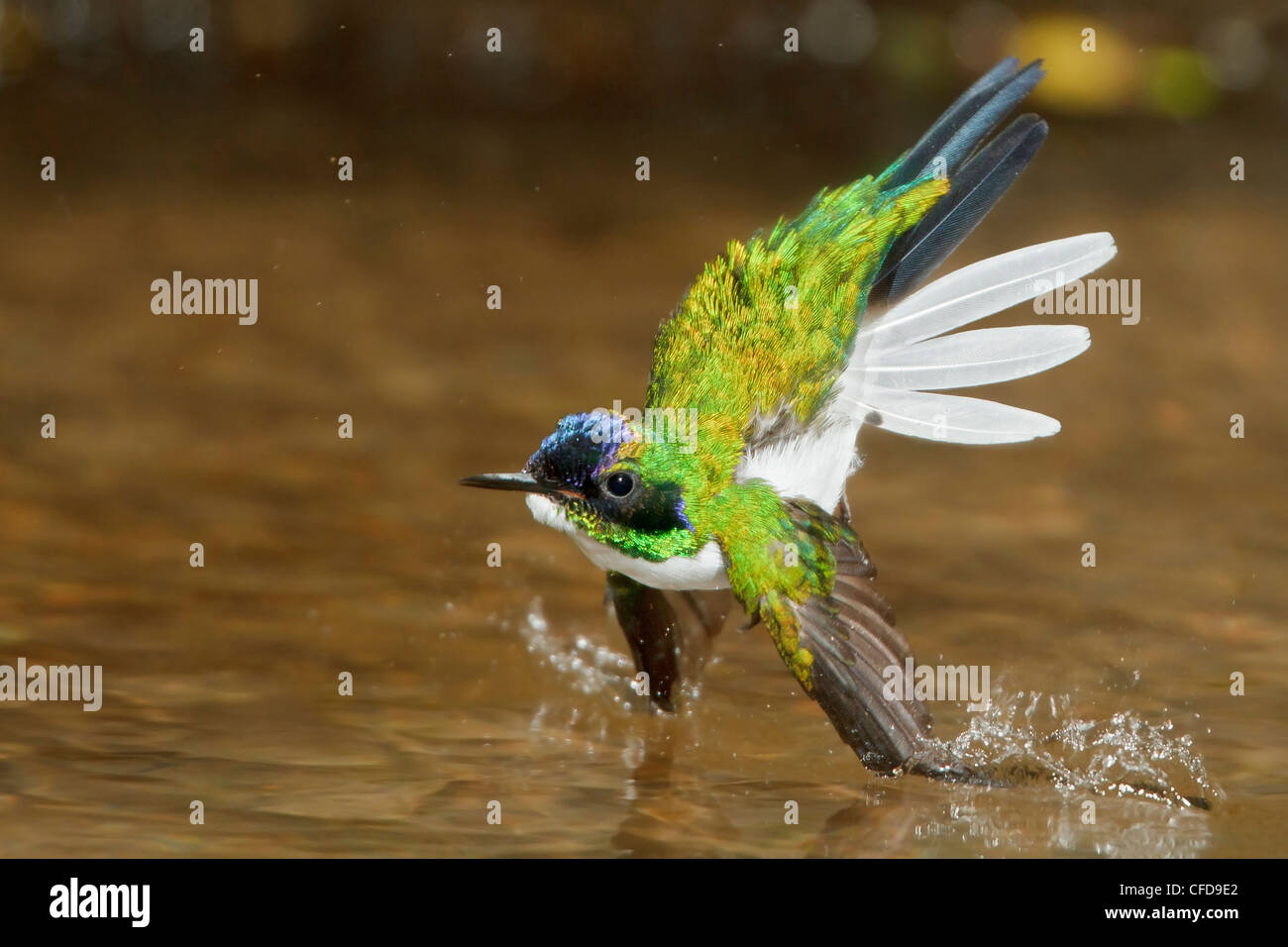 Purple-crowned Fairy (Heliothryx barroti) flying and bathing in a small stream in Costa Rica. Stock Photo