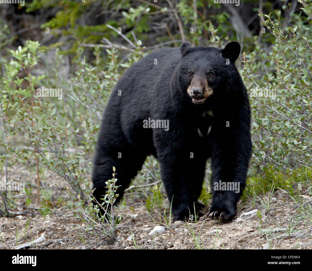 Black bear (Ursus americanus), Banff National Park, Alberta, Canada, Stock Photo