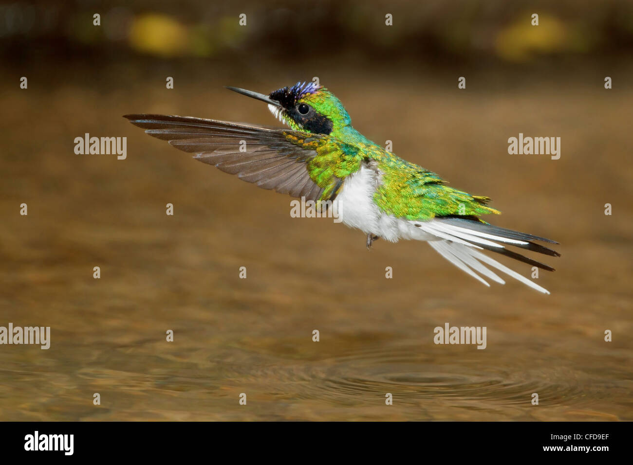 Purple-crowned Fairy (Heliothryx barroti) flying and bathing in a small stream in Costa Rica. Stock Photo