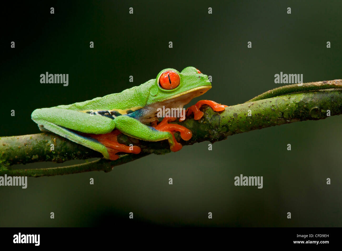 Red-eyed Tree Frog perched on a branch in Costa Rica. Stock Photo