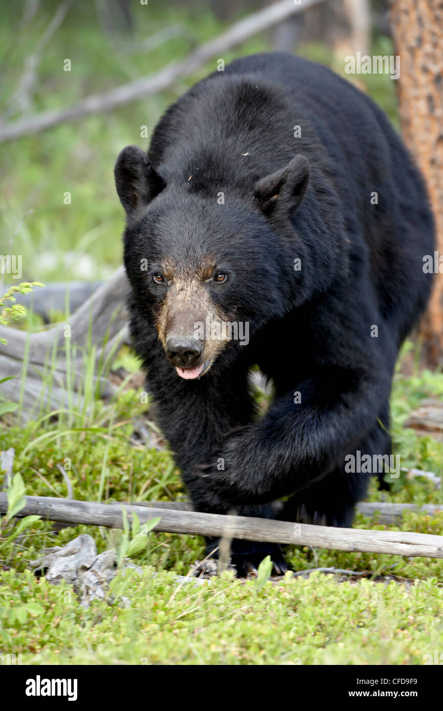 Black bear (Ursus americanus), Jasper National Park, Alberta, Canada, Stock Photo