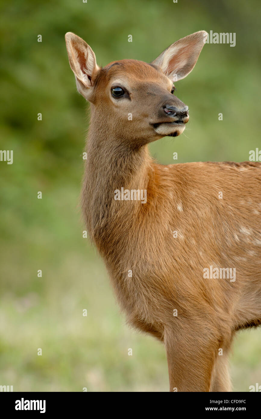 Elk (Cervus canadensis) calf, Jasper National Park, Alberta, Canada, Stock Photo