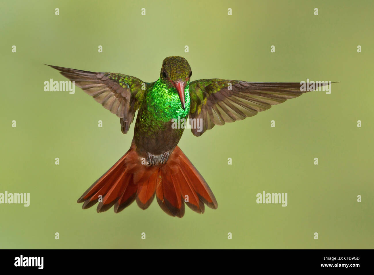 Rufous-tailed Hummingbird (Amazilia Tzaactl) flying and feeding at a flower in Costa Rica. Stock Photo
