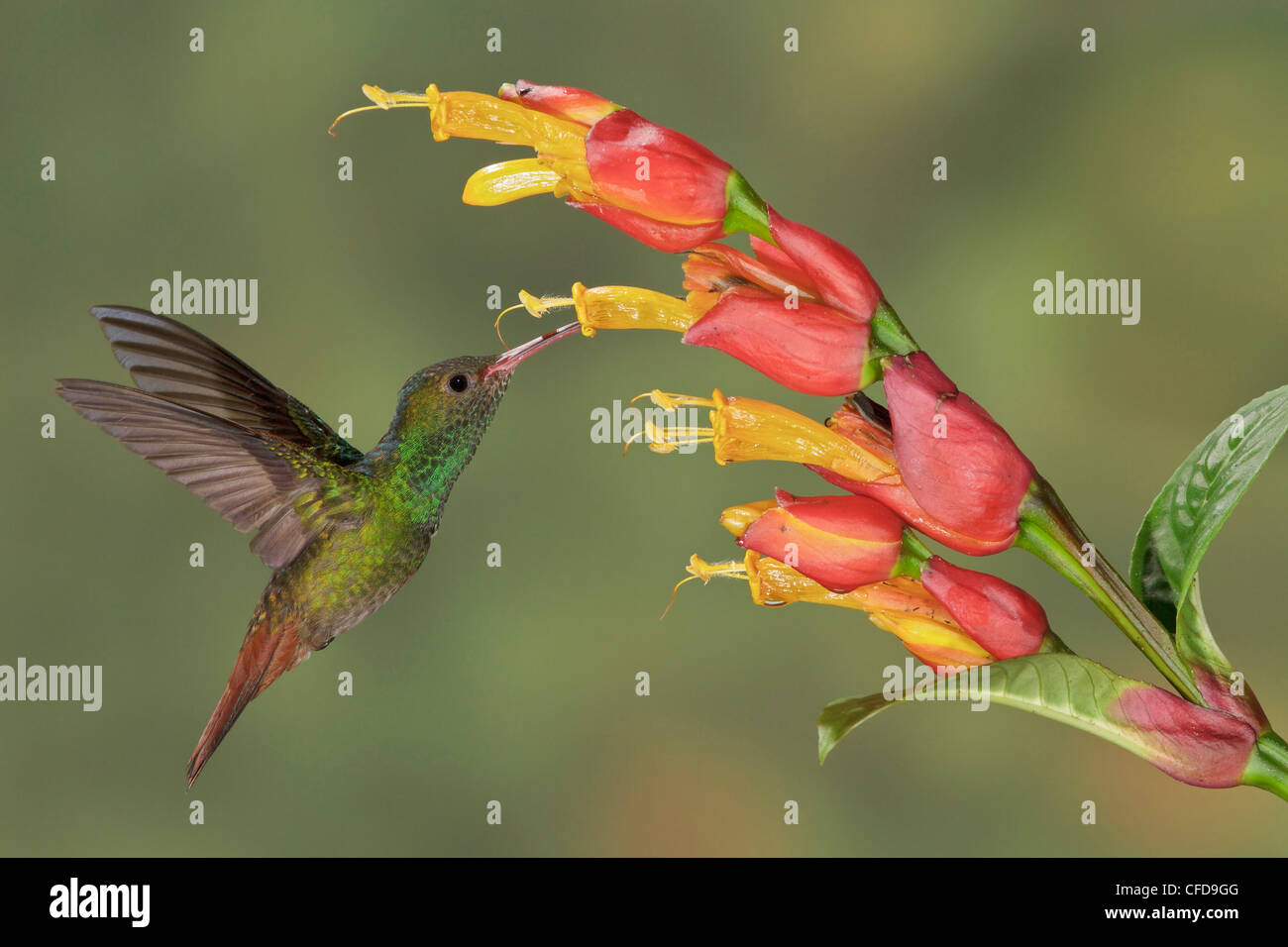 Rufous-tailed Hummingbird (Amazilia Tzaactl) flying and feeding at a flower in Costa Rica. Stock Photo