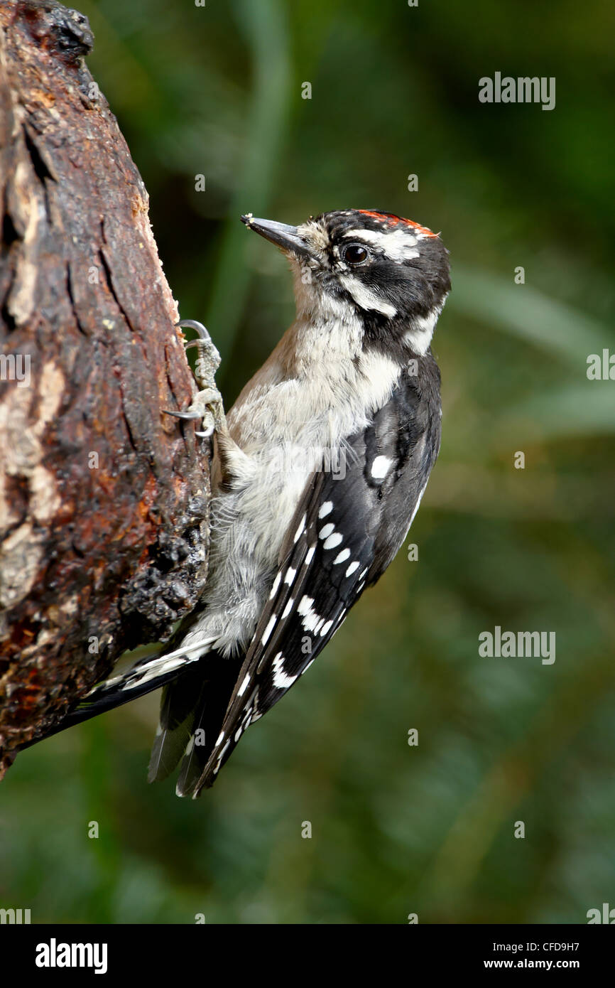 Downy woodpecker (Picoides pubescens), Wasilla, Alaska, United States of America, Stock Photo