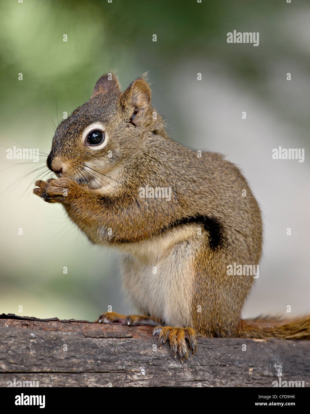 Alaska red squirrel hires stock photography and images Alamy