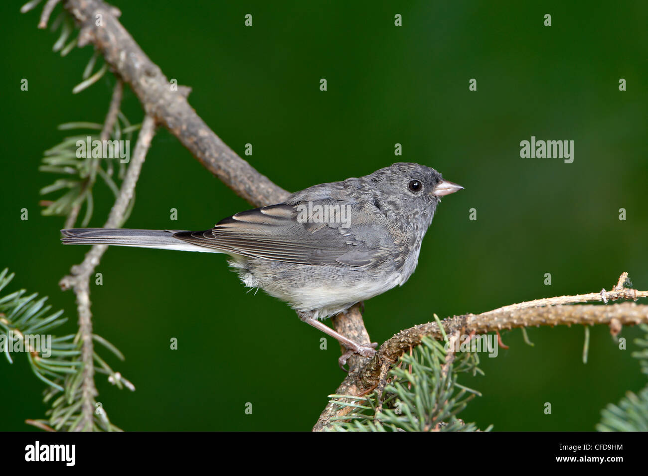 Slate-colored junco (Junco hyemalis hyemalis), dark-eyed junco (Junco hyemalis), Wasilla, Alaska, United States of America Stock Photo