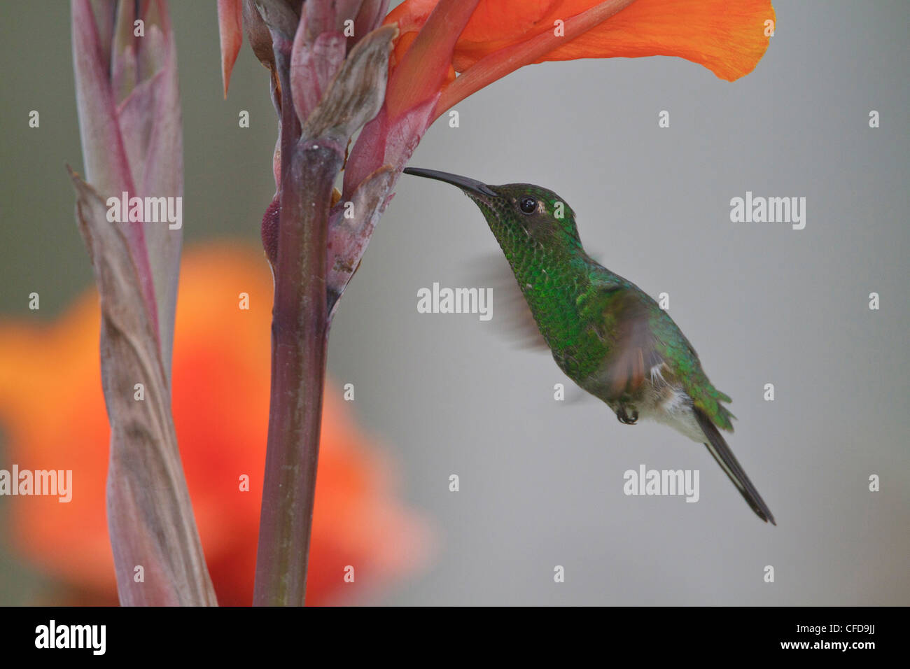 Stripe-tailed Hummingbird (Eupherusa eximia) flying and feeding at a flower in Costa Rica. Stock Photo