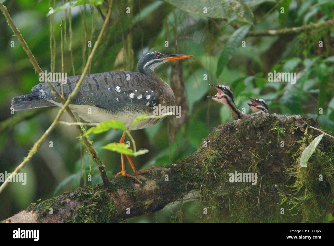 Sunbittern (Eurypyga helias) nesting and feeding chicks along a river ...