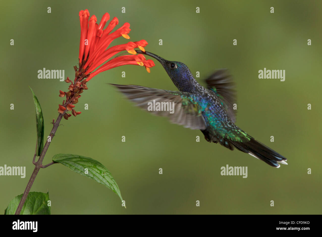 Violet Sabrewing (Campylopterus hemileucurus) flying and feeding at a flower in Costa Rica. Stock Photo