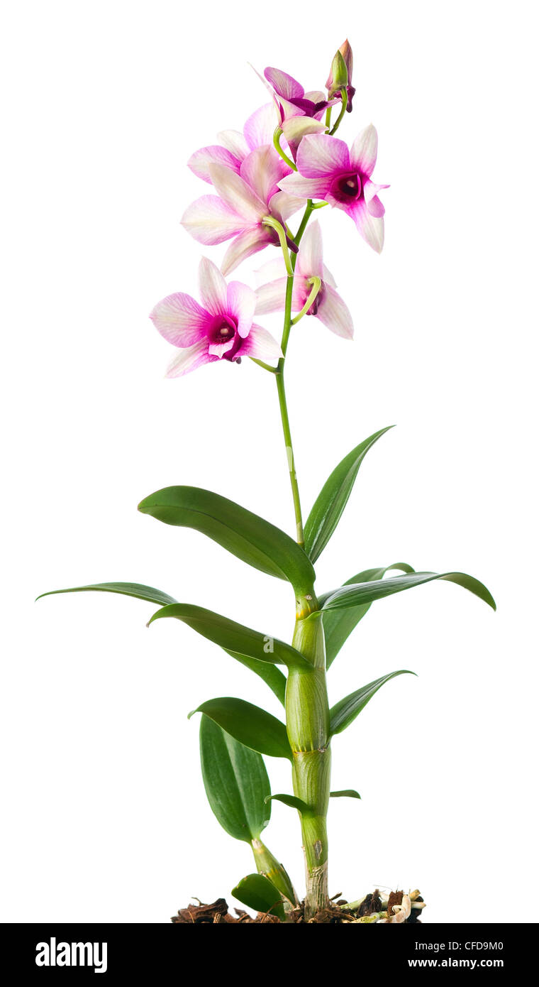 pink orchid on a white background Stock Photo - Alamy