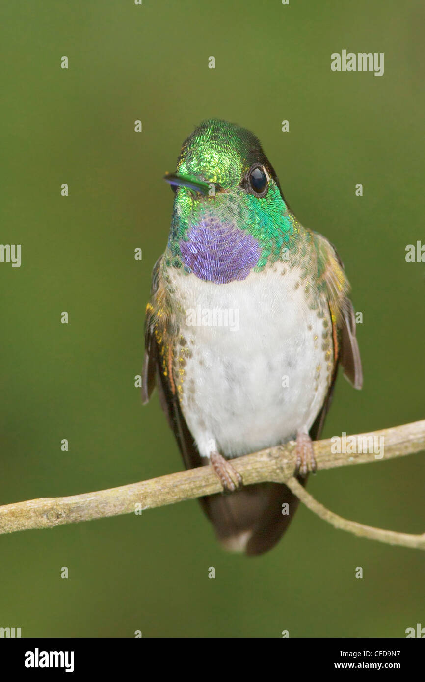 White-bellied Mountain-gem (Lampornis hemileucus) perched on a branch in Costa Rica. Stock Photo