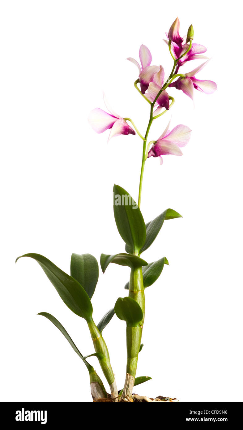 pink orchid on a white background Stock Photo - Alamy