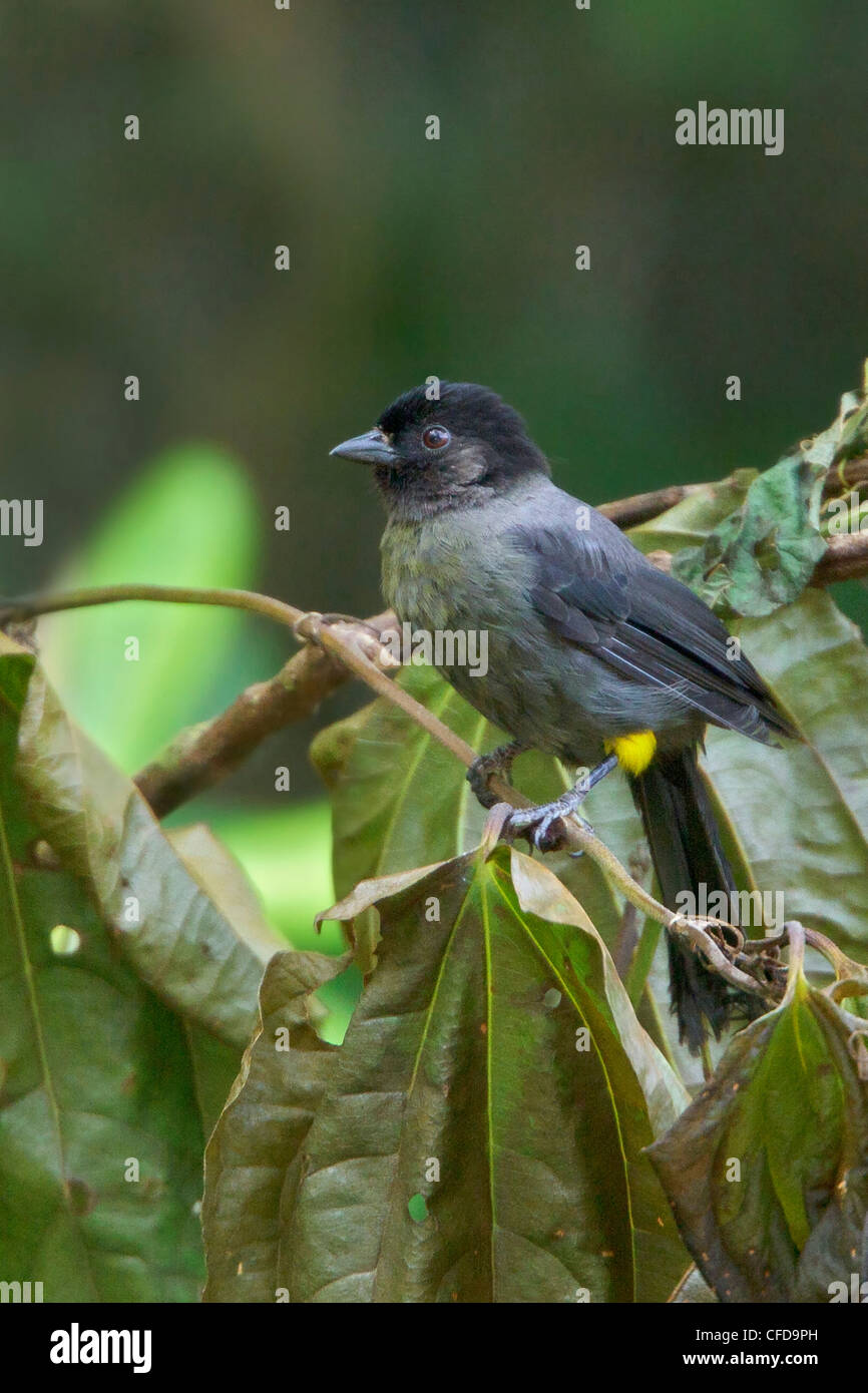 Yellow-thoghed Finch (Pselliophorus tibialis) perched on a branch in Costa Rica. Stock Photo