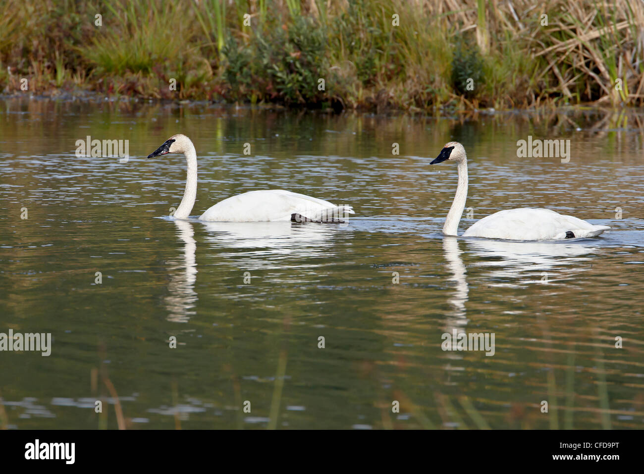 Trumpeter swan (Cygnus buccinator) pair, Potter Marsh, Alaska, United States of America, Stock Photo