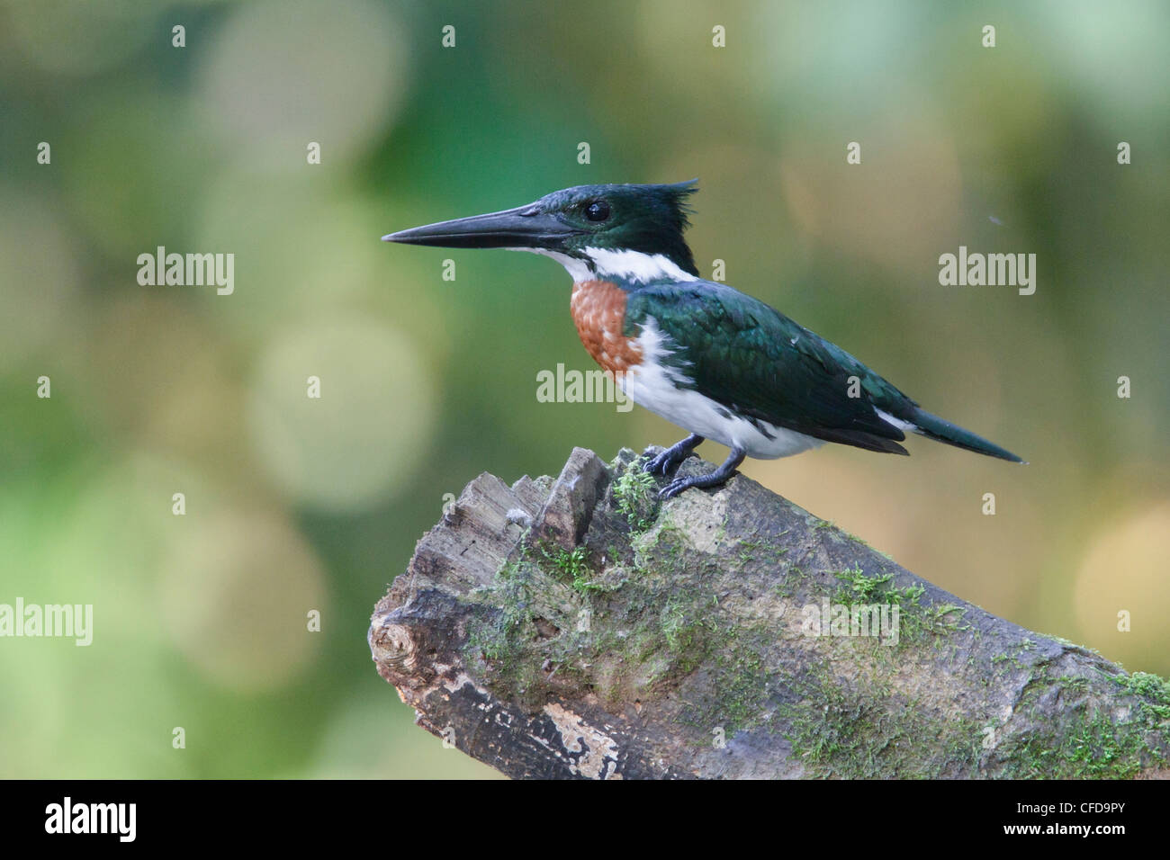 Amazon Kingfisher (Chloroceryle amazona) perched on a branch in Ecuador. Stock Photo
