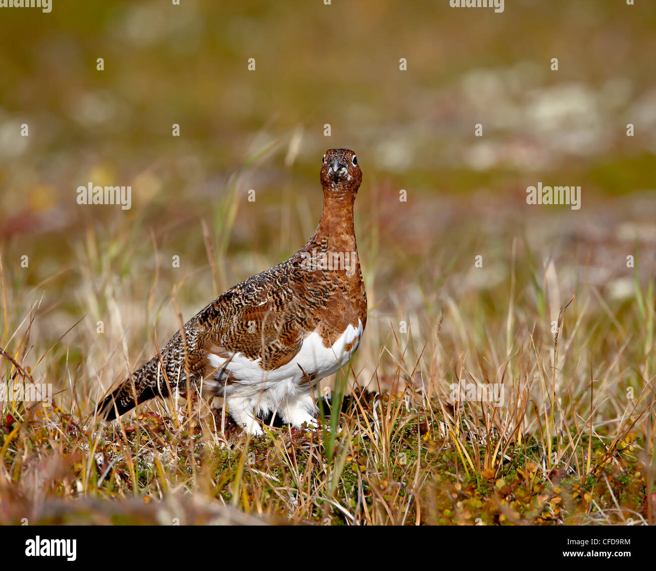 Willow Ptarmigan (Lagopus lagopus), Katmai National Park and Preserve, Alaska, United States of America, Stock Photo