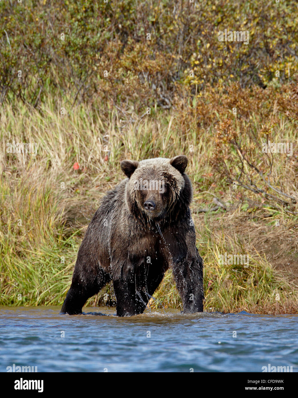 Grizzly bear (Ursus arctos horribilis) (Coastal brown bear) fishing, Katmai National Park and Preserve, Alaska, USA Stock Photo