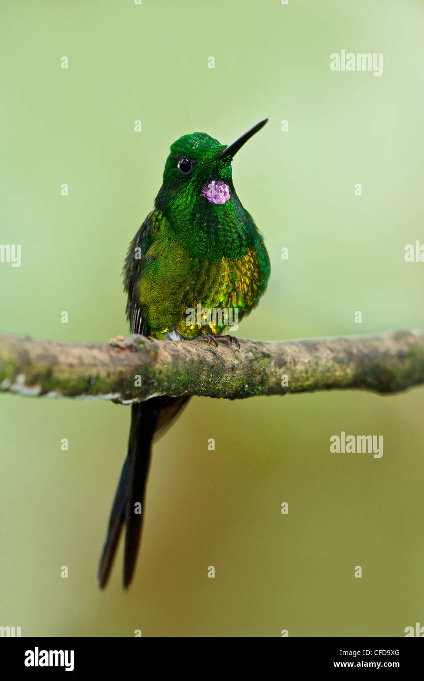 Empress hummingbird hi-res stock photography and images - Alamy