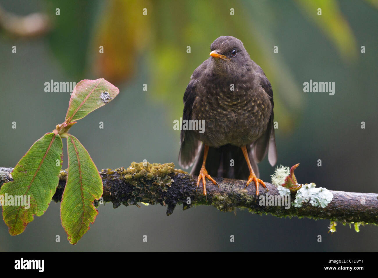 Great Thrush (Turdus fuscater) perched on a branch in Ecuador. Stock Photo