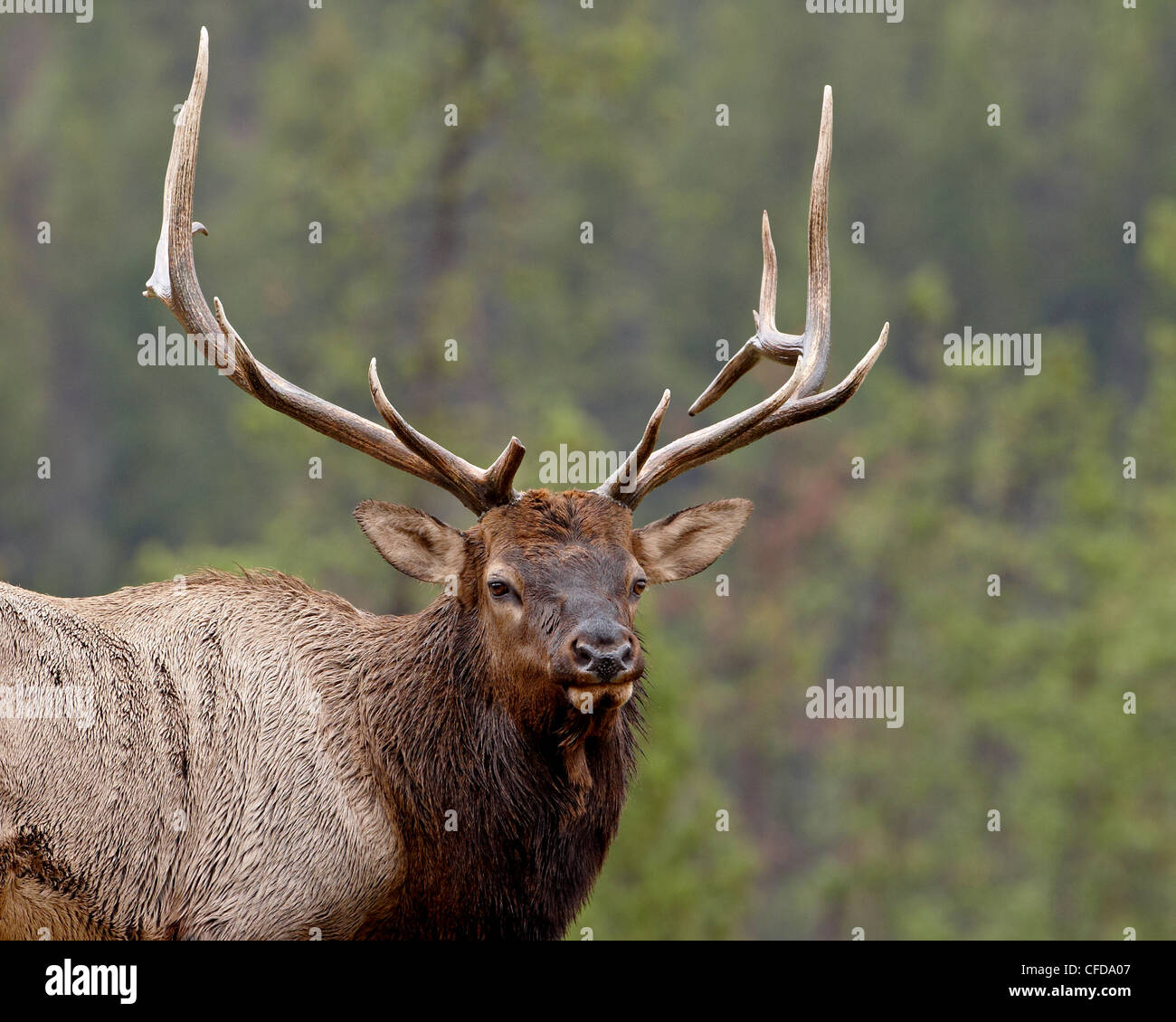 Bull elk (Cervus canadensis), Jasper National Park, Alberta, Canada, Stock Photo