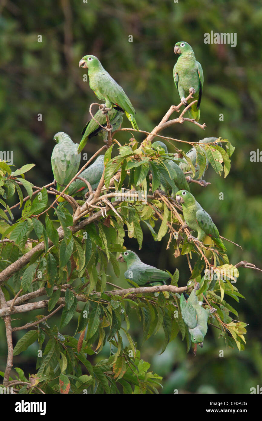 Mealy Amazon Parrot (Amazona farinosa) perched on a branch in Ecuador. Stock Photo