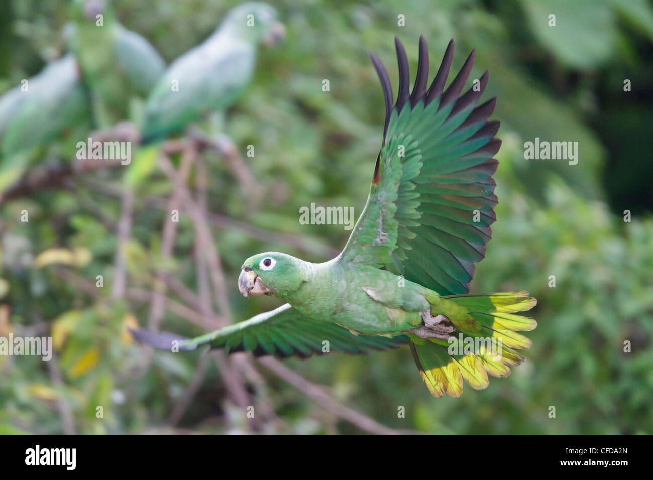 Mealy Amazon Parrot (Amazona farinosa) flying in Ecuador. Stock Photo