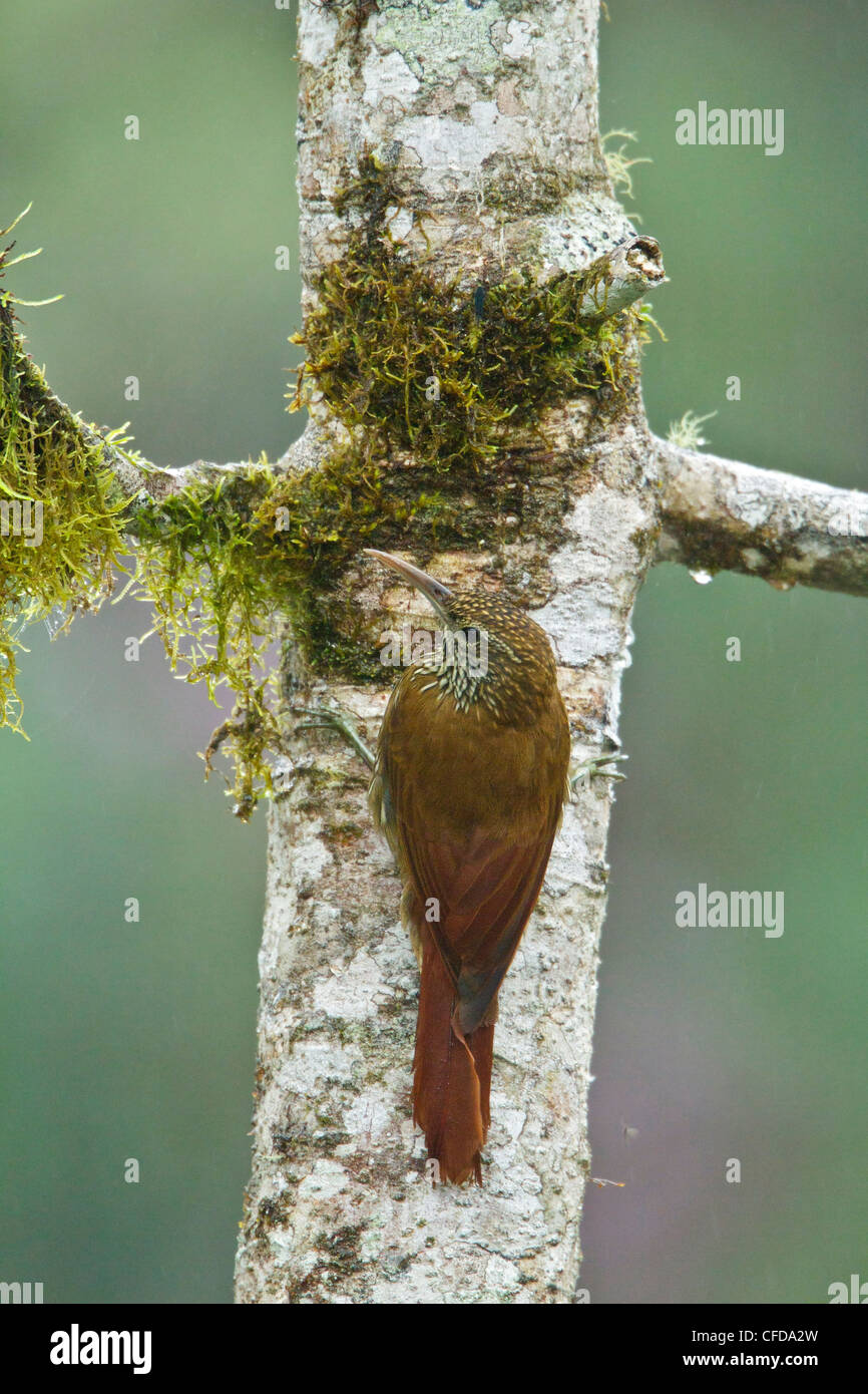 Montane Woodcreeper (Lepidocolaptes lacrymiger) perched on a branch in Ecuador. Stock Photo