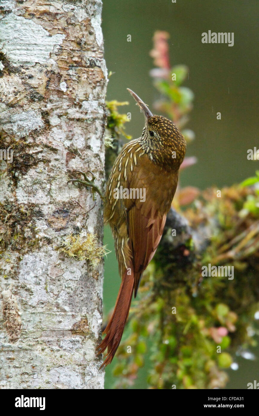 Montane Woodcreeper (Lepidocolaptes lacrymiger) perched on a branch in Ecuador. Stock Photo