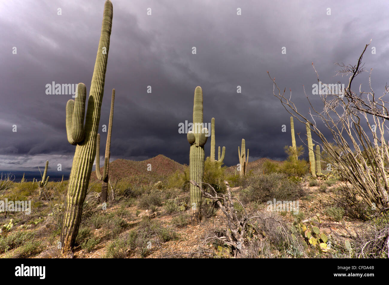 Saguaro, Giant Cactus, Carnegiea gigantea in Saguaro National Park (west), Arizona, USA Stock Photo