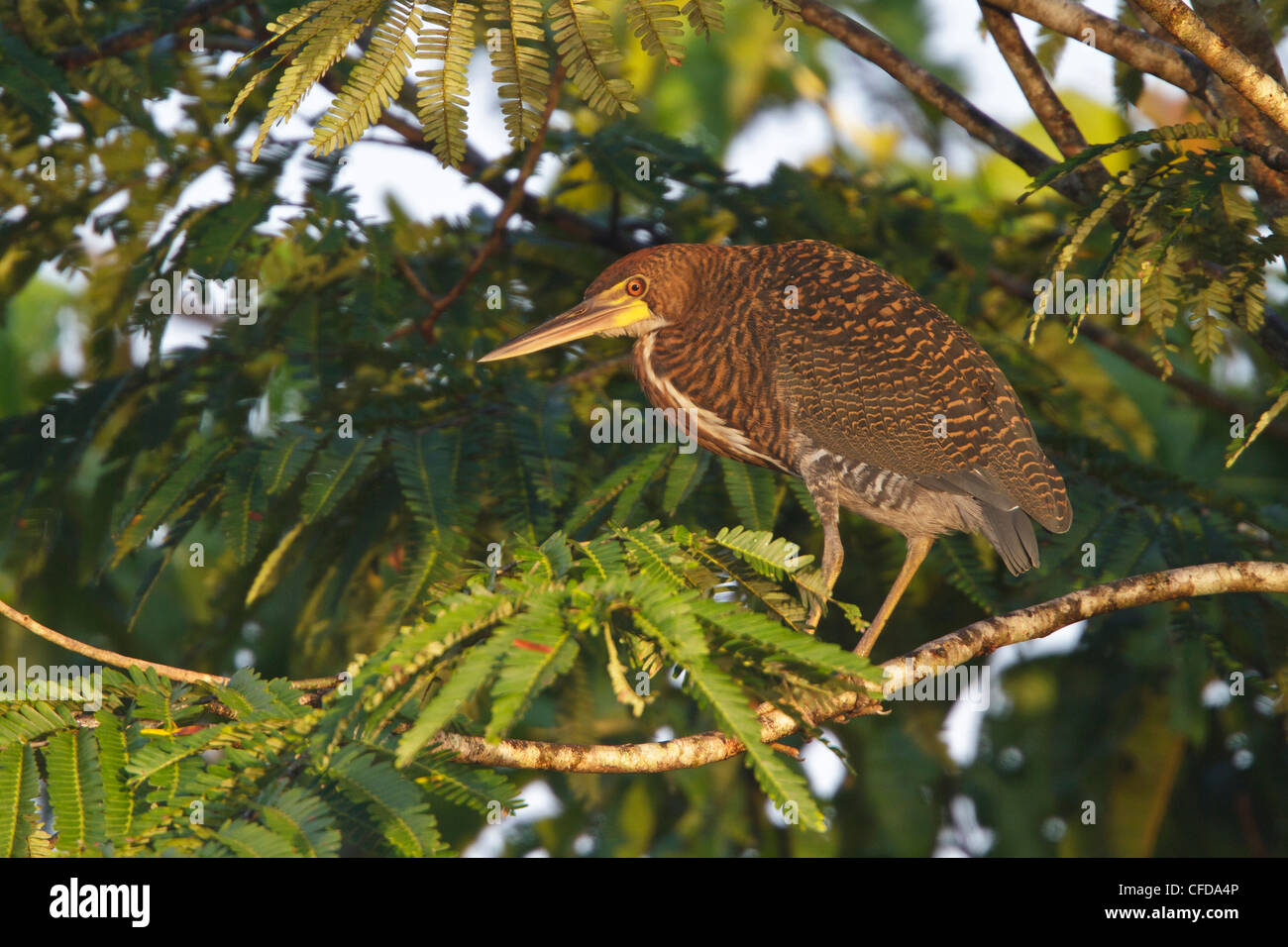 Rufescent Tiger-Heron (Tigrisoma lineatum) perched on a branch in Ecuador. Stock Photo