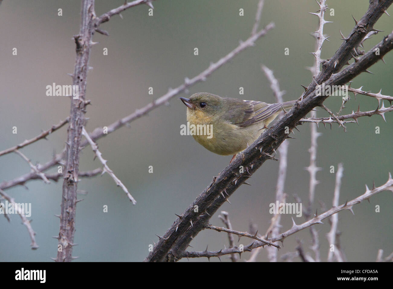 Rusty Flowerpiercer (Diglossa sittoides) perched on a branch in Ecuador. Stock Photo