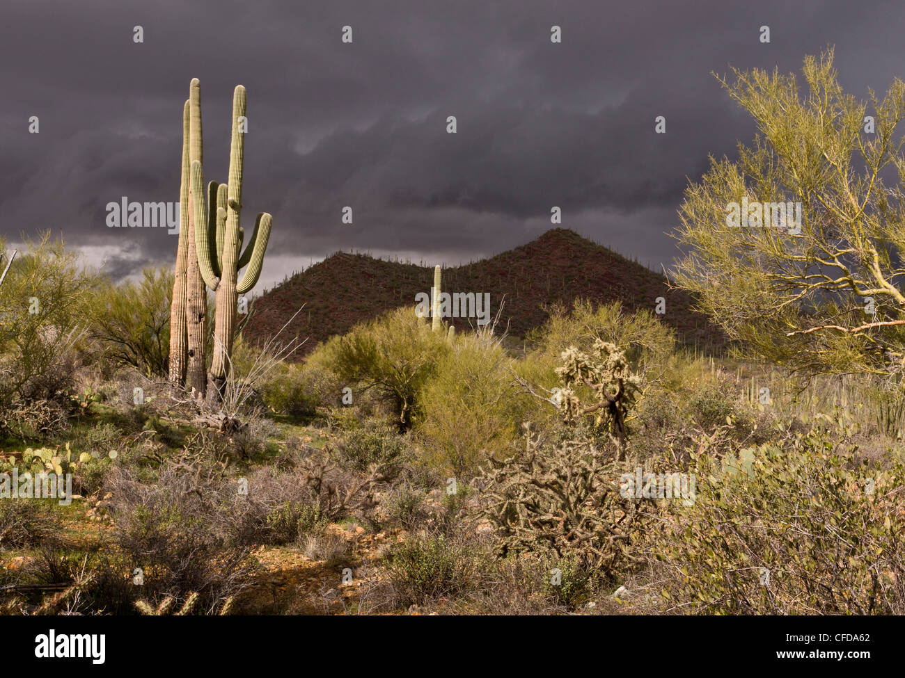 Saguaro, Giant Cactus, Carnegiea gigantea in Arizona, USA Stock Photo