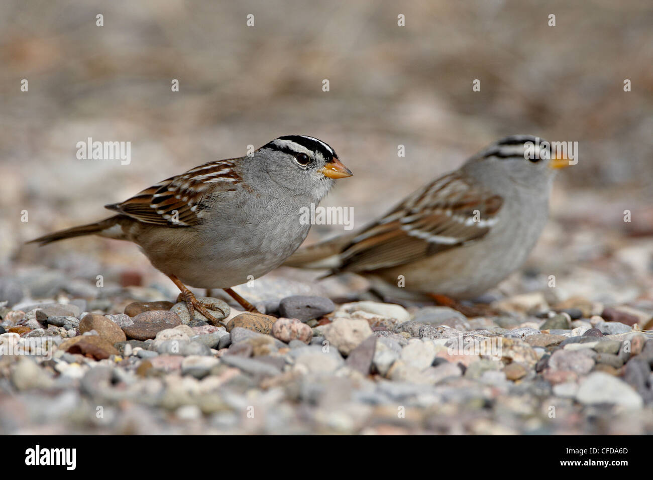 Two white-crowned sparrow (Zonotrichia leucophrys), Caballo Lake State Park, New Mexico, United States of America, Stock Photo