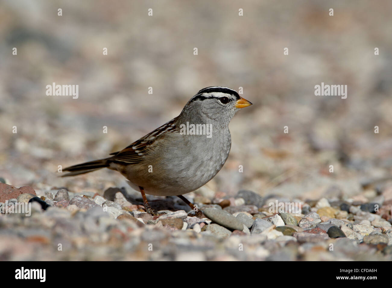 White-crowned sparrow (Zonotrichia leucophrys), Caballo Lake State Park, New Mexico, United States of America, Stock Photo
