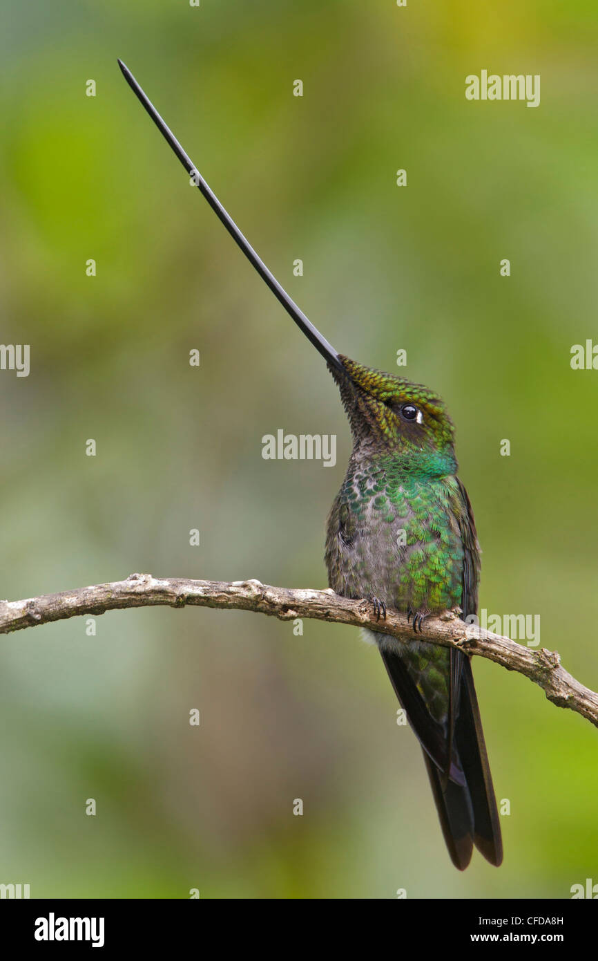 Sword-billed Hummingbird (Ensifera ensifera) perched on a branch in Ecuador. Stock Photo