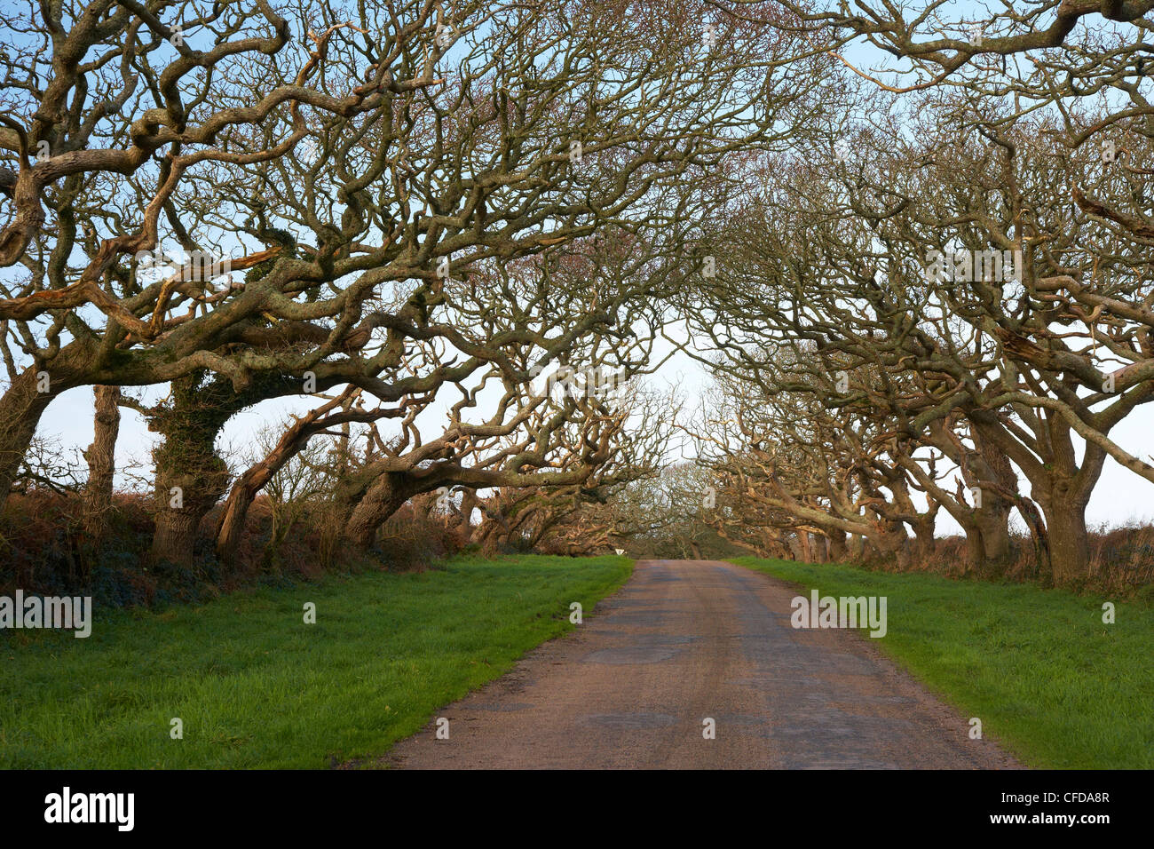 Tree lined road of Chateau de Kergroades, Breles, Finistere, Bretagne, France, Europe Stock Photo