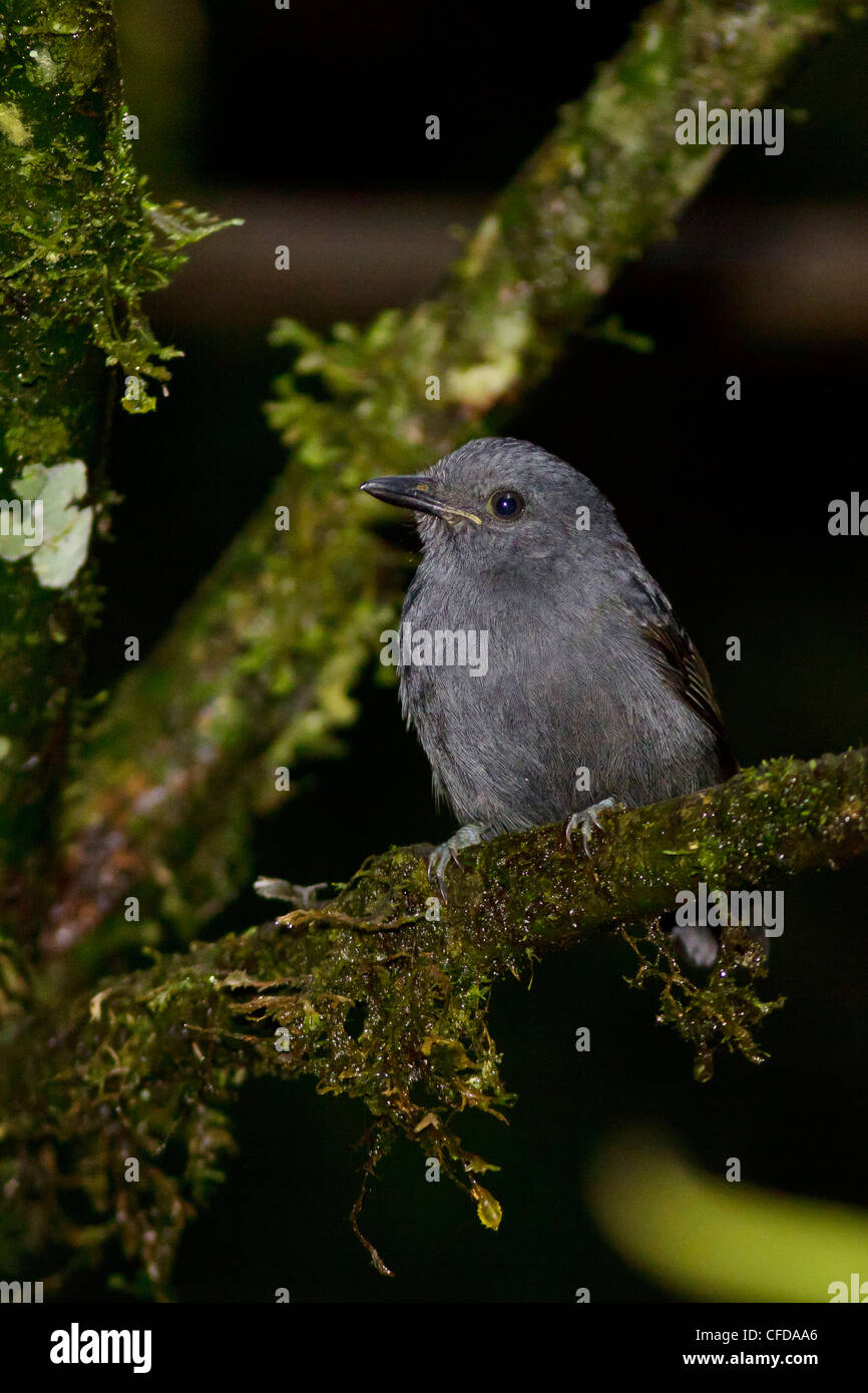 Thamnophilus unicolor hires stock photography and images Alamy