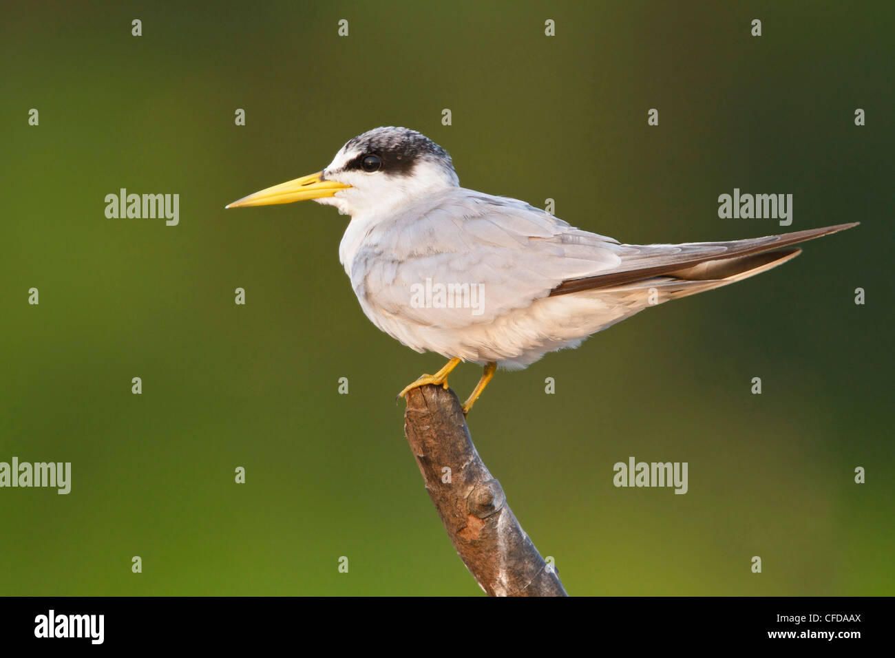 Yellow-billed Tern (Sterna superciliaris) perched on a branch in Ecuador. Stock Photo