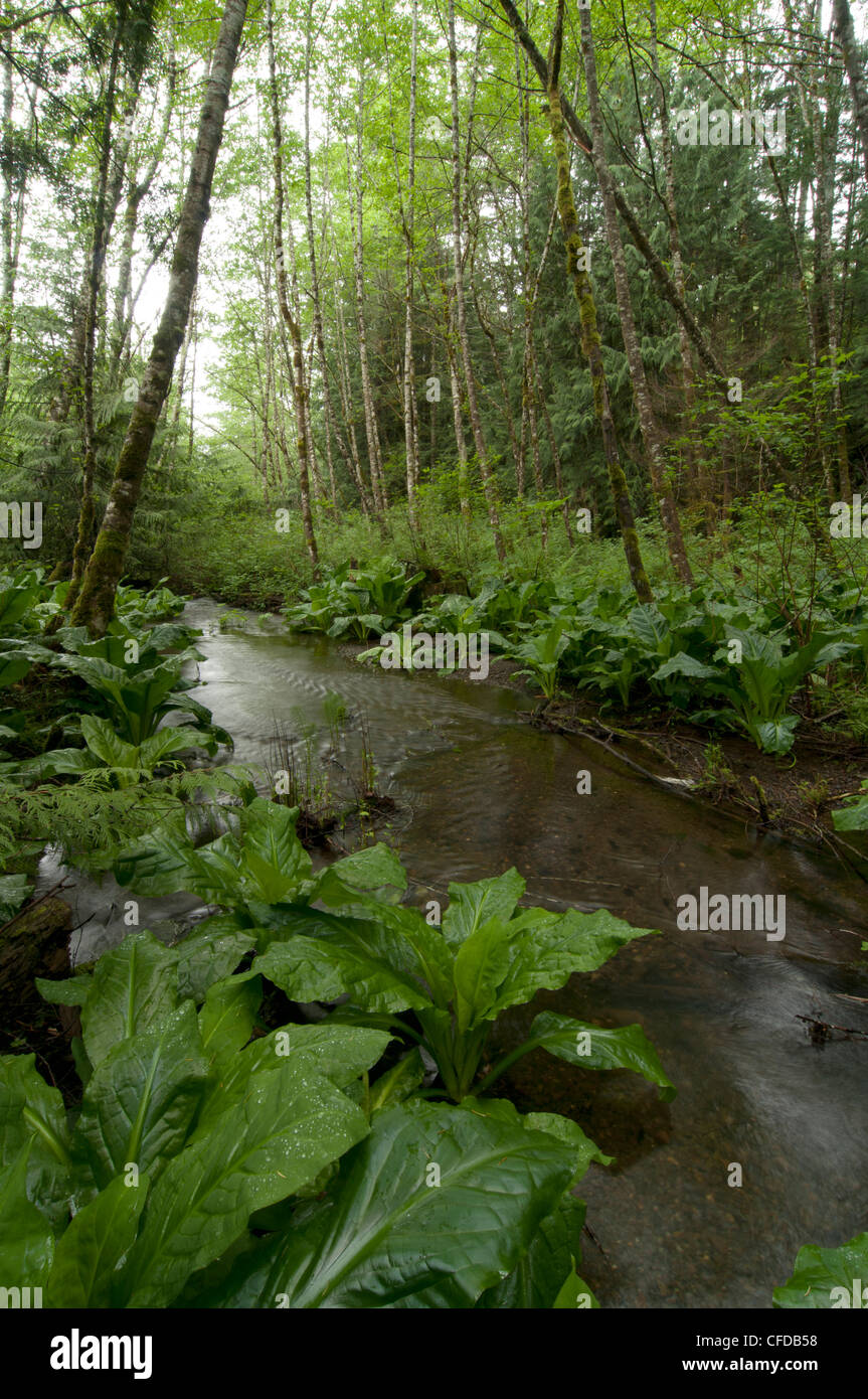 Conifer forest lush hi-res stock photography and images - Alamy