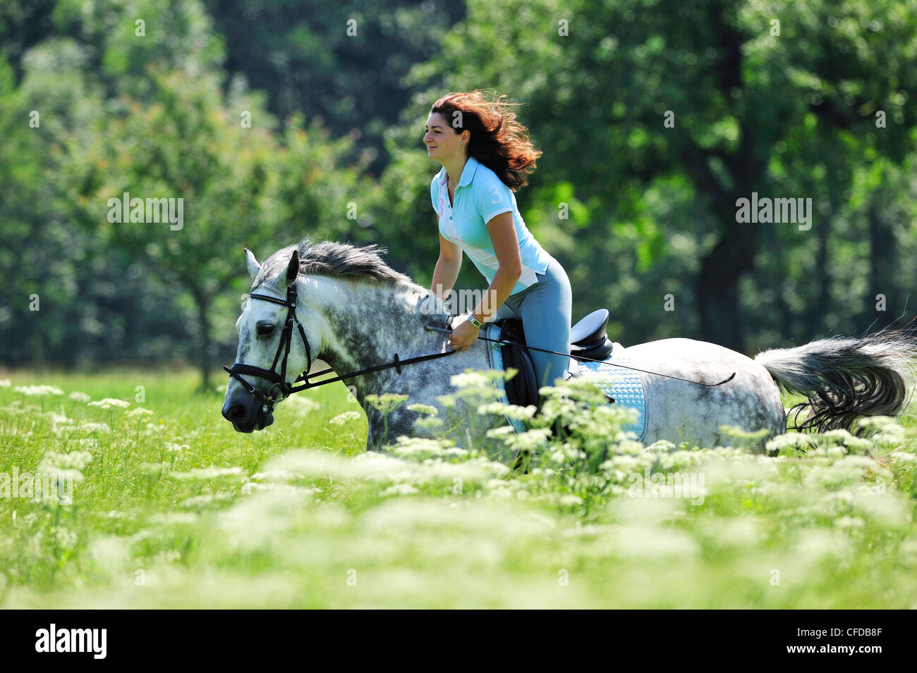 Woman riding a horse through a meadow, Inn Valley, Upper Bavaria, Bavaria, Germany Stock Photo