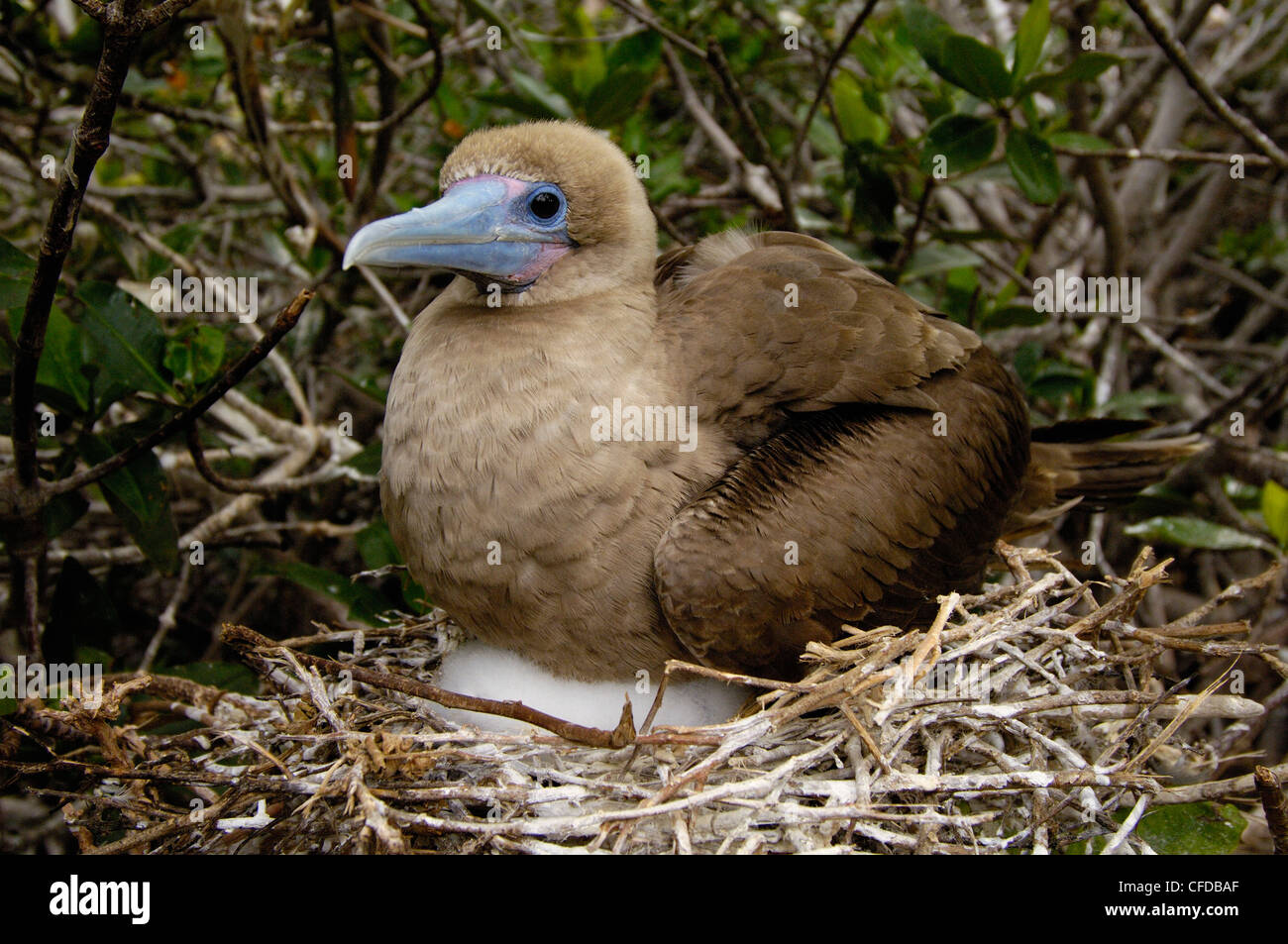 Red-footed booby sitting on nest, Tower (Genovesa) Island, Galapagos Islands, Ecuador, South America. Stock Photo