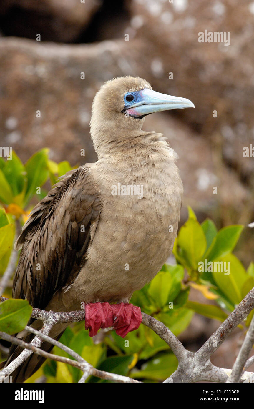 Red-footed booby sitting on a branch, Tower (Genovesa) Island, Galapagos Islands, Ecuador, South America. Stock Photo