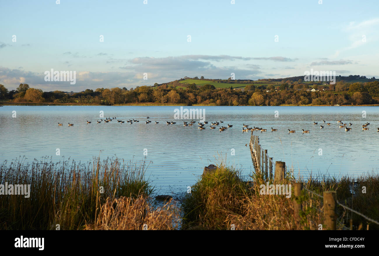 Wildfowl on Llangorse Lake, Brecon Beacons National Park, Wales, UK Stock Photo