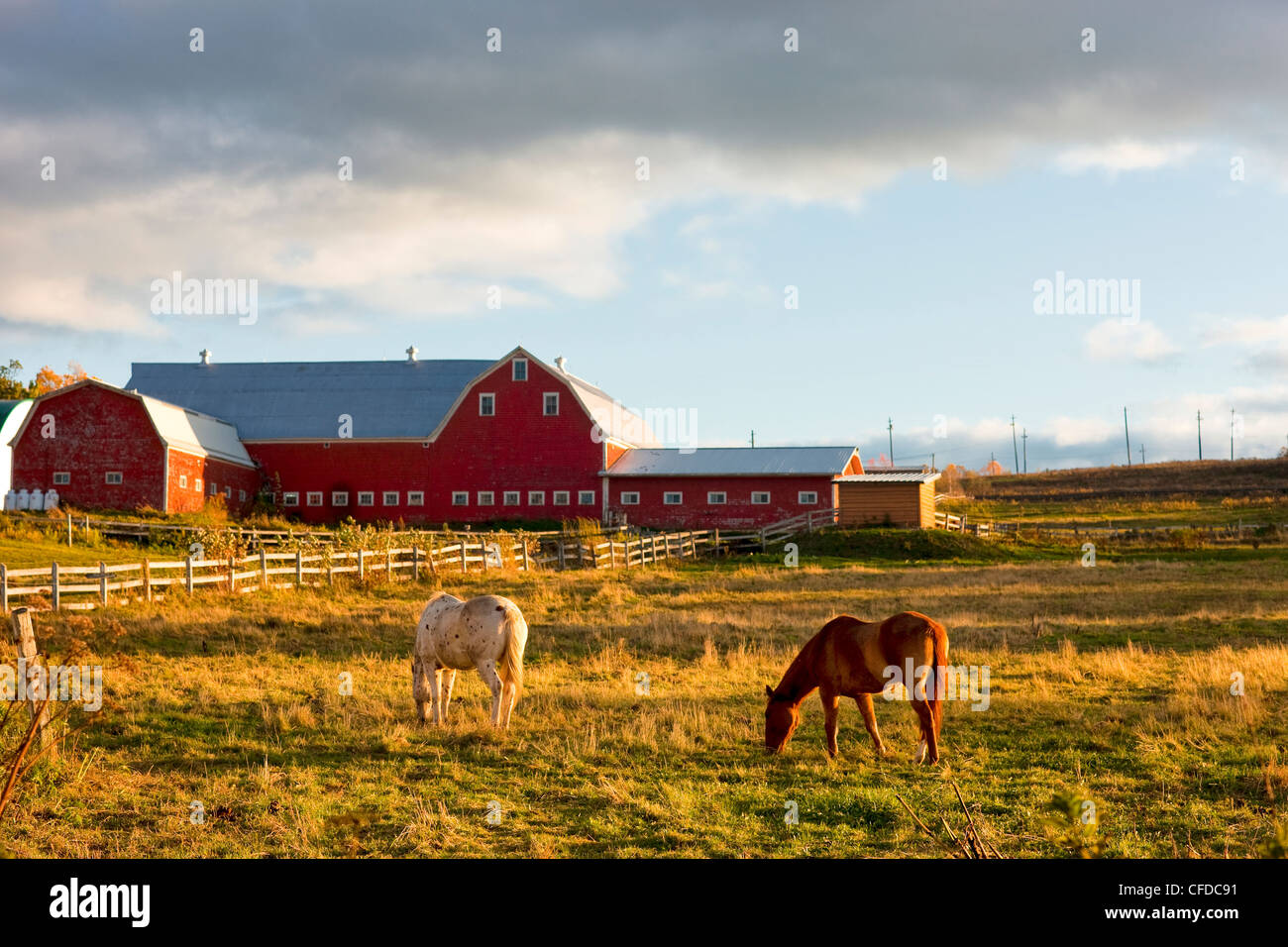 Horses grazing in front of red barn, Fredericton, New Brunswick, Canada Stock Photo