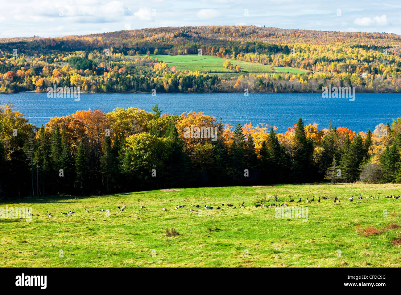 Canada Geese, Saint John River in fall near Woodstock, New Brunswick
