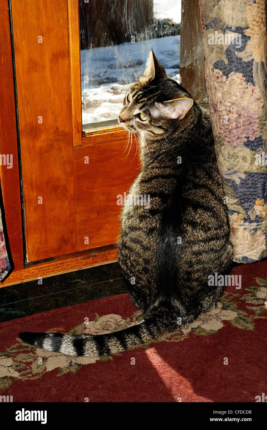 Female tabby cat called "Minnie" waiting by door to go outside Stock