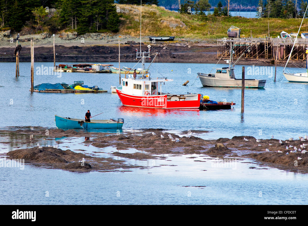 Harvesting seaweed at low tide, Leonardville, Deer Island, Bay of Fundy