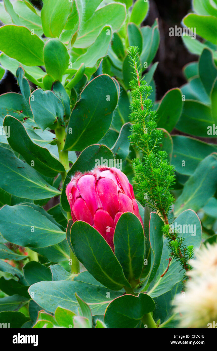 Protea grandiceps. Princess Protea. Stock Photo